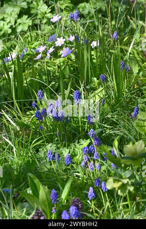 Giardino prato primaverile con musari, o Giacinti d'uva, ellebori, anemone blu nemorosa robinsoniana in marzo del Regno Unito Foto Stock