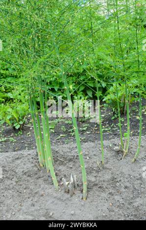 Piante di asparagi di fronte ad altre piante in una zona vegetale in un giardino in estate. Foto Stock