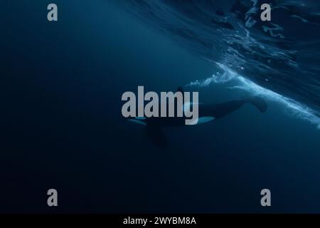 Orca (orca assassina) che nuota nelle acque blu scuro vicino a Tromso, Norvegia. Foto Stock