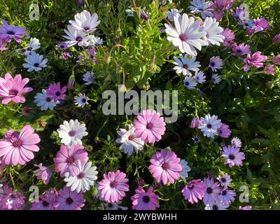 Dimorphotheca ecklonis, capo margherita Foto Stock