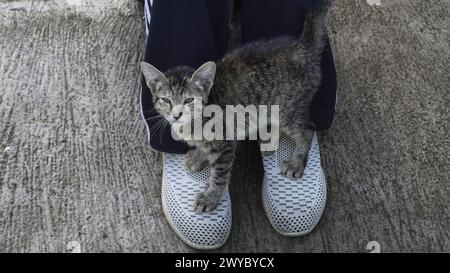 Un piccolo gatto randagio grigio in piedi su piedi umani che indossa scarpe Foto Stock