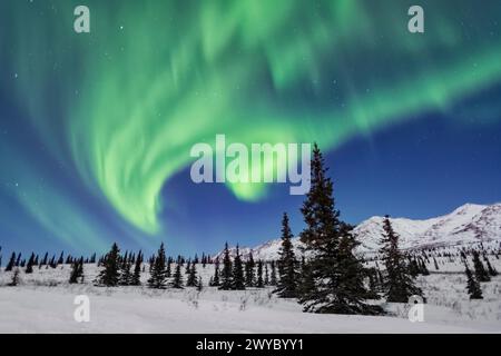 Nord America; Stati Uniti; Alaska; Denali National Park; Taiga-Tundra; inverno; fenomeni naturali; cielo notturno; aurora boreale; aurora boreale; Foto Stock