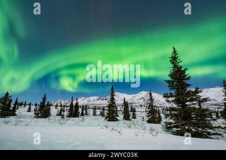 Nord America; Stati Uniti; Alaska; Denali National Park; Taiga-Tundra; inverno; fenomeni naturali; cielo notturno; aurora boreale; aurora boreale; Foto Stock