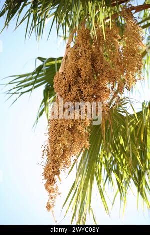 Acoelorrhaphe wrightii, nota come palma Paurotis, palma Everglades o palma Madeira. I semi della pianta femminile Foto Stock