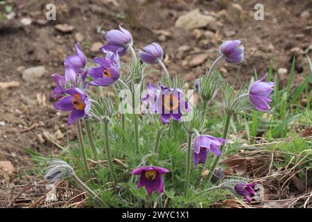 Viola Pasque Fiore Anemone Pulsatilla vulgaris in natura Foto Stock