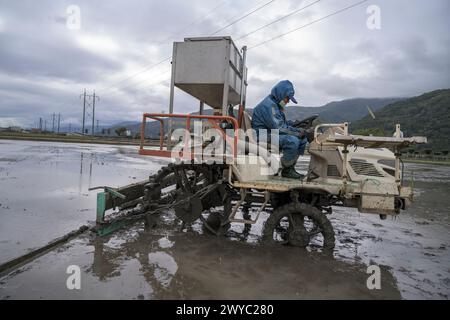 Un agricoltore con attrezzatura protettiva blu utilizza una macchina agricola di grandi dimensioni in un campo di riso umido e fangoso Foto Stock
