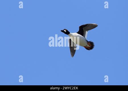 Comune occhio d'oro (Bucephala clangula) maschio adulto che vola contro il cielo blu in primavera Foto Stock