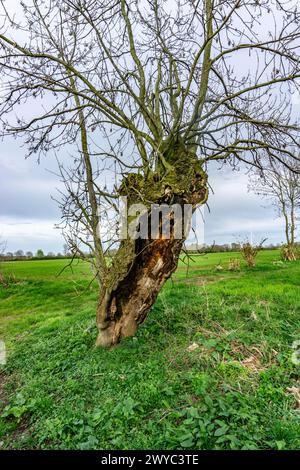 Salici Pollarded nella riserva naturale Momm-Niederung, parte della riserva naturale della Renania tra Mehrum e Emmelsum, vicino a Voerde, NRW, Germa Foto Stock