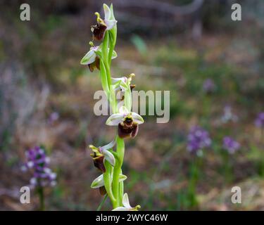 Fioritura di Levante ofres (Ophrys levantina), un'orchidea di api nell'habitat naturale di Cipro Foto Stock