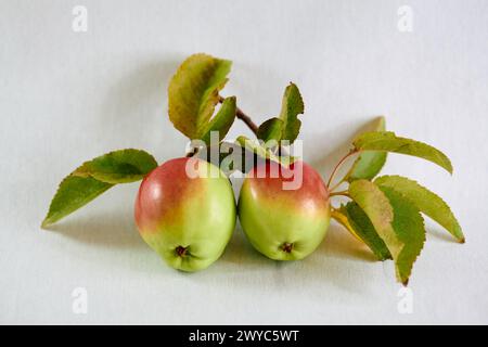 due mele mature su un ramo con foglie Foto Stock