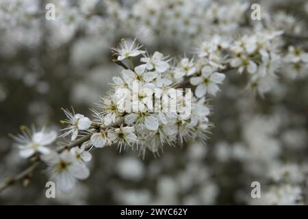 Primavera Regno Unito, Blackthorn Blossom Foto Stock