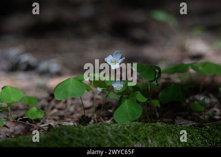 Fioritura di Redwood Oxalis oregana sul muschio Foto Stock