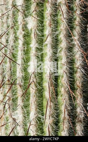 Cactus, vista laterale, primo piano Foto Stock