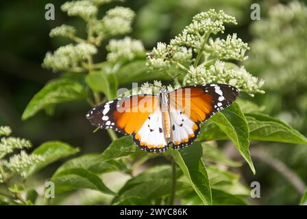 Una semplice farfalla di tigre arroccata su un fiore Foto Stock