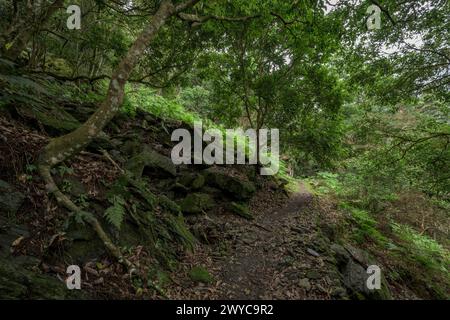 Sentiero forestale isolato circondato da felci sovrastanti e dalla serenità della natura indisturbata Foto Stock