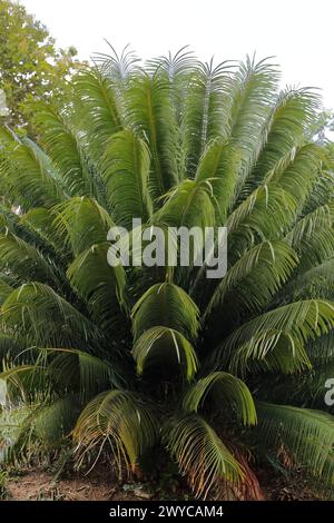 138 esemplari impressionanti di palma corcho - palma da sughero, calocoma di Microcycas - che crescono nell'eco-comunità rurale turistica di Las Terrazas. Candelaria-Cuba. Foto Stock