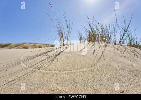 Dune lituane erba sabbiosa e cielo limpido Foto Stock