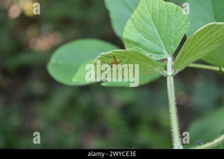 La vista laterale posteriore ad angolo basso di un ragno lince a strisce arancione si trova sul lato inferiore di una foglia tropicale di kudzu Foto Stock