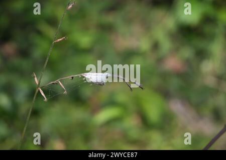 Il sacco uovo di un ragno lince si trova su un'infiorescenza di erba secca curva che ha semi. profondità ridotta della vista campo Foto Stock