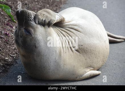 Victoria, Columbia Britannica, Canada, 5 aprile 2024 - Un elefante marino del nord, soprannominato Emerson, si graffia mentre si sdraia su un marciapiede nel comune di Saanich, nella grande Victoria, dopo aver lasciato l'acqua del Gorge Waterway per la muta. Gli animali hanno sparso pelliccia e pelle durante il processo di muta di tre-cinque settimane, quindi tornano alla loro casa in acqua. Don Denton/Alamy Live News Foto Stock