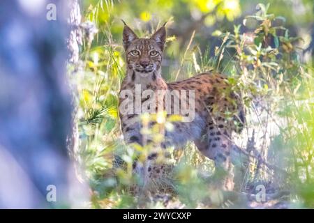 La lince eurasiatica (Lynx Lynx) vive a Eskisehir (Eskişehir) Catacik, ampiamente nelle aree forestali naturali della Turchia. È un gatto di medie dimensioni che vive in Asia Foto Stock