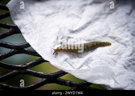 Limacus maculatus su sfondo bianco, noto anche come lumaca verde della cantina, lumaca gialla o lumaca da giardino tawny nell'Inghilterra meridionale, Regno Unito Foto Stock