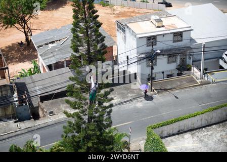 Salvador, Bahia, Brasile - 28 gennaio 2022: Orticoltore è visto in cima ad un albero per tagliare i rami. Città di Salvador, Bahia, Brasile. Foto Stock