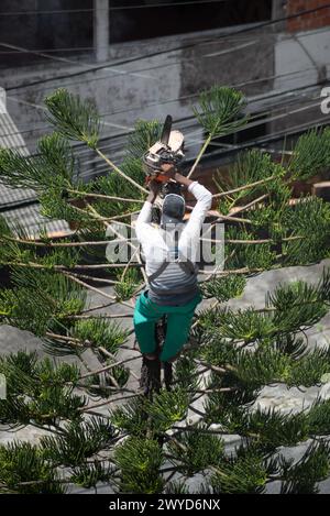 Salvador, Bahia, Brasile - 28 gennaio 2022: Un lavoratore di giardinaggio viene visto in cima ad un albero che taglia la cima. Città di Salvador, Bahia, Brasile. Foto Stock