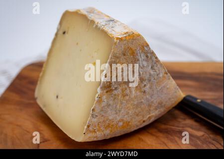 Pezzo di Ciambella Trufilo duro prodotto con tartufo estivo di latte vaccino piemontese nella zona di Langa, Italia Foto Stock