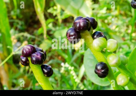 Frutta di spinaci Foto Stock