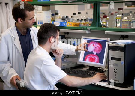 Dipartimento di Ischemia cerebrale e neurodegenerazione, IIBB - Istituto per la ricerca biomedica di Barcellona, CSIC - Consejo Superior de Investigacion Cientifica (Consiglio Nazionale spagnolo delle ricerche), Barcellona, Catalogna, Spagna. Foto Stock