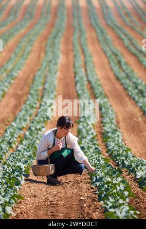 Farmer, Broccoli, Agricultural Field, Funes, Navarra, Spagna, Europa. Foto Stock