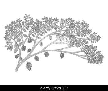 Jamblang o java Plum Tree, Syzygium cumini, illustrazione in stile disegno con incisione Vintage Illustrazione Vettoriale