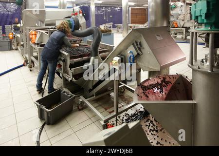 Lavoratori della selezione di uve da tavola, Vintage, Bodegas Baigorri, Tempranillo, Samaniego, Araba, Rioja Alavesa, Paesi Baschi, Spagna. Foto Stock