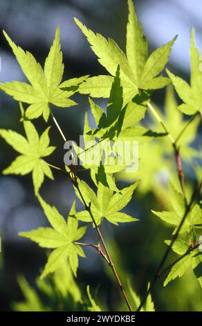 Albero dell'acero (Acer sp.) foglie. Foto Stock