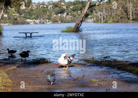 Sabato 6 aprile 2024. Sydney è stata colpita da un diluvio di pioggia nelle ultime 48 ore, con alcune aree, tra cui Penrith, che hanno ricevuto le piogge più pesanti di sempre, a Narrabeen i residenti intorno alla laguna di Narabeen, nella foto, sono stati invitati ad evacuare a causa dell'innalzamento del livello dell'acqua dal lago Narrabeen sulle spiagge settentrionali di Sydney. dove sono caduti oltre 150 mm di pioggia. Ci sono stati oltre 50 avvistamenti di inondazioni lungo i fiumi nel nuovo Galles del Sud e si prevede che la diga di Warragamba fuoriesca. Accreditate le notizie dal vivo di Martin Berry @alamy. Foto Stock