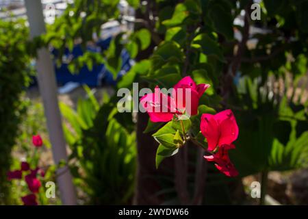 Fantastica mattinata sulla spiaggia di Santorini (o Creta o Spetses o Rodi o Mykonos) con fiori di bouganville viola maestosi! Foto Stock