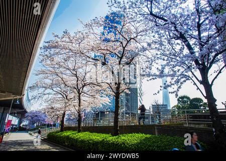 Fantastici ciliegi rosa in fiore nel parco Sumida nel reparto Sumida. Ultimo giorno di marzo nella capitale giapponese Foto Stock