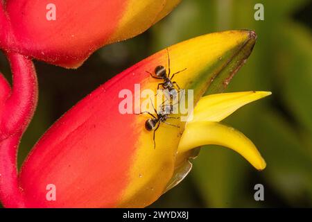 Formiche spinose (genere Polyrhachis) su un rostrato di Heliconia, Cairns, far North Queensland, FNQ, QLD, Australia Foto Stock