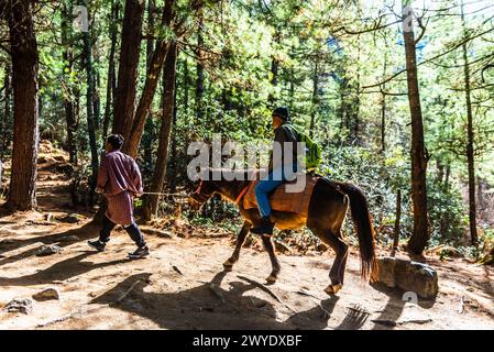 Paro Taktsang, Bhutan - marzo 24,2024 Un viaggiatore che cavalca su un cavallo fino al Nest della tigre di Paro Taktsang Monastero di Monasteryaktsang. Foto Stock