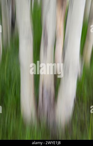 pioppi tremuloides (Populus tremuloides) - sfocatura del movimento verticale Foto Stock