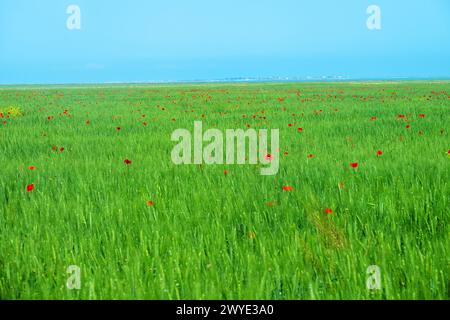 Steppa piatta sulla riva del lago Sivash sulla penisola di Kerch. Un campo di grano con macchie viola di papaveri rossi. Papavero di mais (Papaver rhoeas) come noi Foto Stock