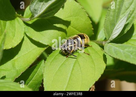 Regina di vespa (Vespula vulgaris) della famiglia Vespidae in primavera su giovani foglie di una Deutzia. Giardino olandese, aprile. Foto Stock