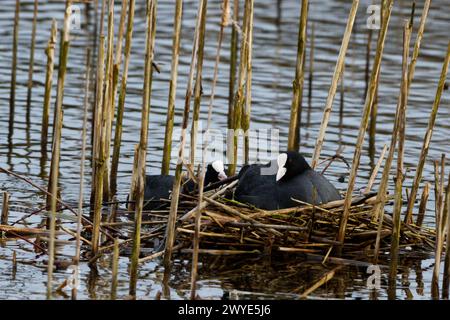 Due cozze su uno stagno con una seduta su un nido in attesa che le uova si schiudano Foto Stock