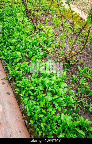 Ramson (allium ursinum), aglio selvatico o porro d'orso che cresce in un giardino Foto Stock
