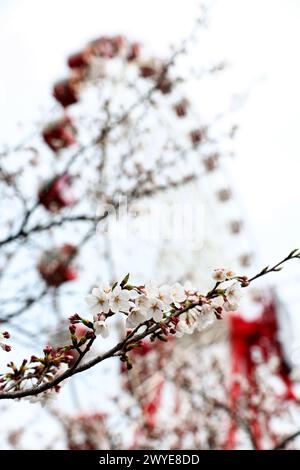 Suzuka, Giappone. 6 aprile 2024. Atmosfera del circuito - fioritura. Campionato del mondo di Formula 1, Rd 4, Gran Premio del Giappone, sabato 6 aprile 2024. Suzuka, Giappone. Crediti: James Moy/Alamy Live News Foto Stock