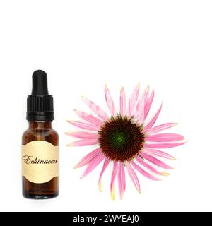 Bottiglia di tintura di medicina vegetale alternativa di echinacea naturale. Usato per trattare tosse raffreddori e bronchiti con testa di fiore su sfondo bianco. Foto Stock