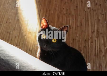 Un gatto nero con occhi gialli sdraiati su pavimento in legno duro Foto Stock