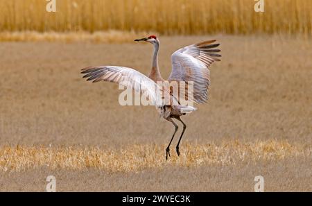 Un maschio Sandhill Crane (Grus Canadensis) esegue una danza di accoppiamento per una femmina Sandhill Crane fuori dalla cornice al Bear River Migratory Bird Refuge, Utah. Foto Stock