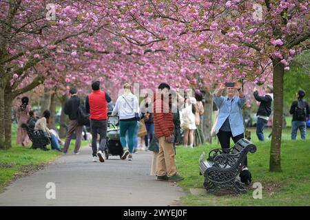 Greenwich Londra, Regno Unito. 6 aprile 2024. I visitatori di Greenwich Park apprezzano la fioritura dei ciliegi recentemente fiorita in una deliziosa mattina primaverile, durante il clima più caldo del 2024 finora. Crediti: MARTIN DALTON/Alamy Live News Foto Stock